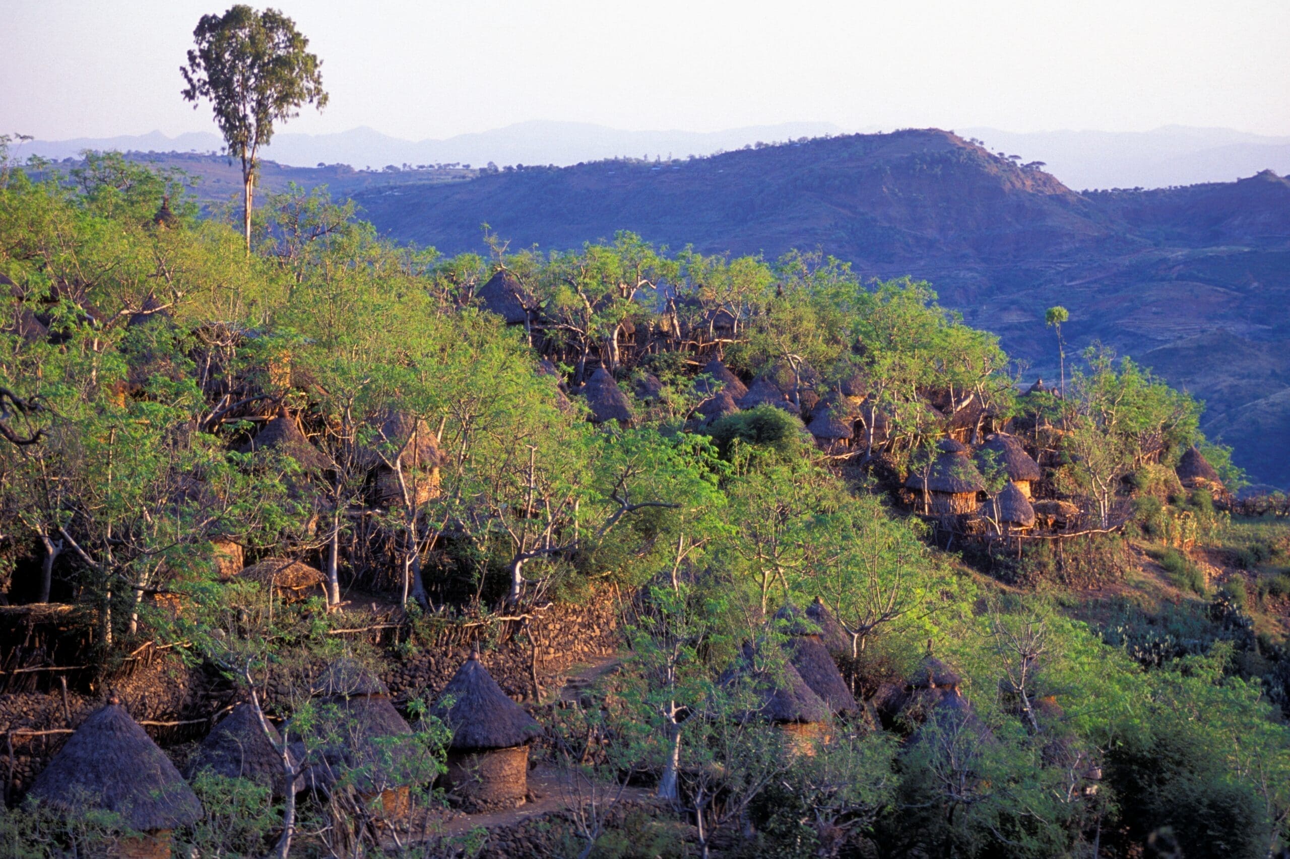 גר גורר בחוק השבות